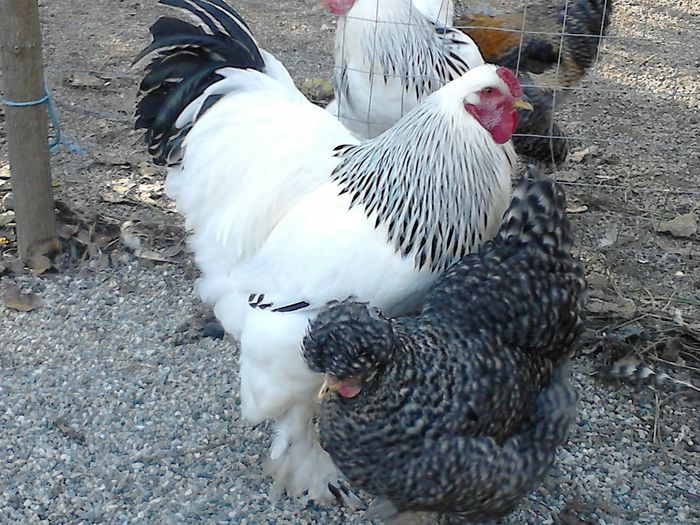 DSC_0505 - TINERET BRAHMA 2015