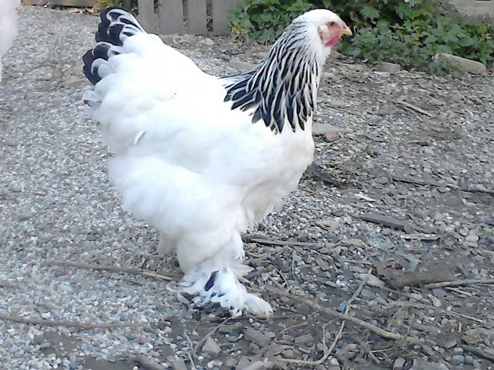 DSC_0507 - TINERET BRAHMA 2015