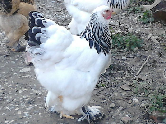 DSC_0519 - TINERET BRAHMA 2015