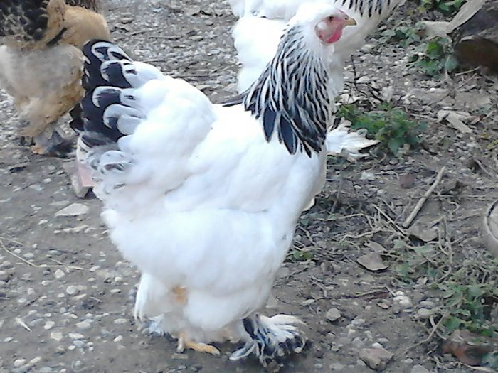 DSC_0520 - TINERET BRAHMA 2015