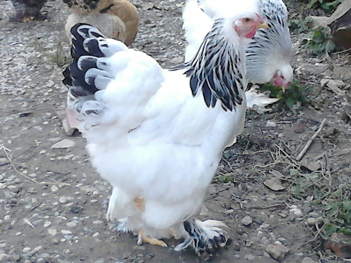 DSC_0521 - TINERET BRAHMA 2015