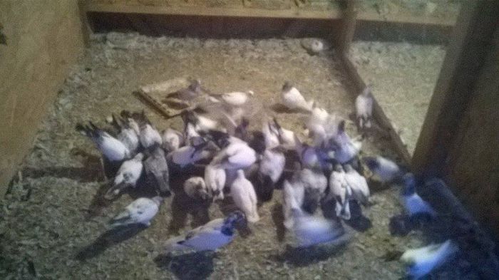 berzati - BERZATI DE BUDAPESTA