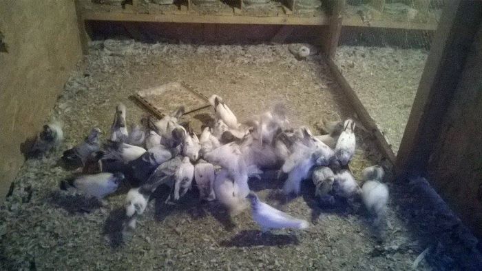 berzati2 - BERZATI DE BUDAPESTA