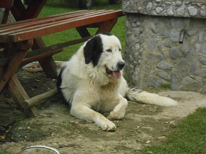 Bucovineanca Fiona; femela bucovina val;ea rece
