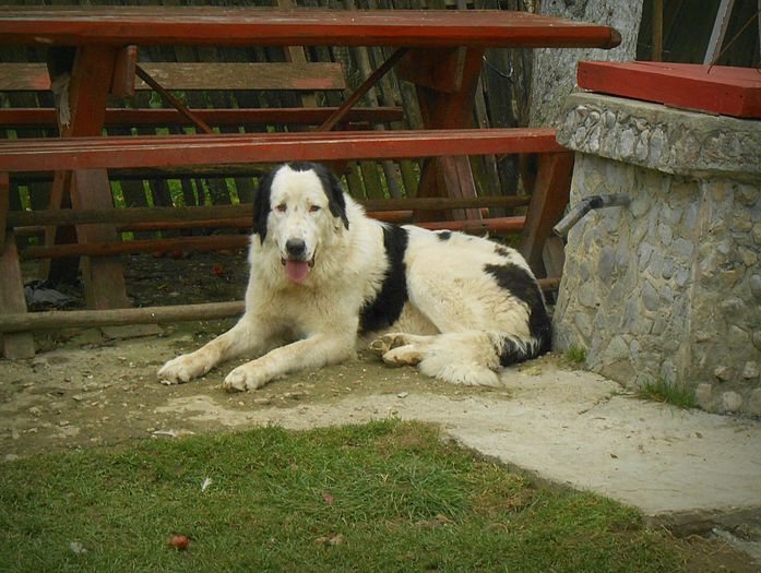 Fiona - Gospodaria