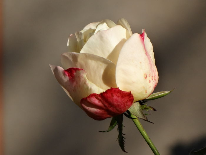 DSC00716 - h-toamna 2015