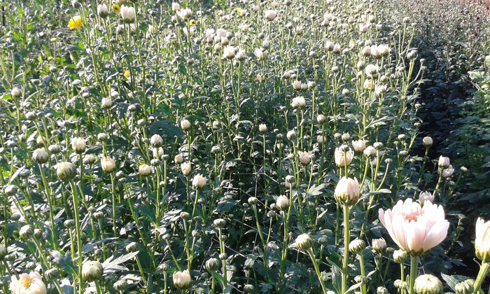 alba olandeza - crizanteme noutati 2015