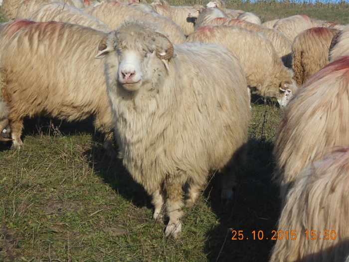 Picture 176 - Turcana-Alba 2015