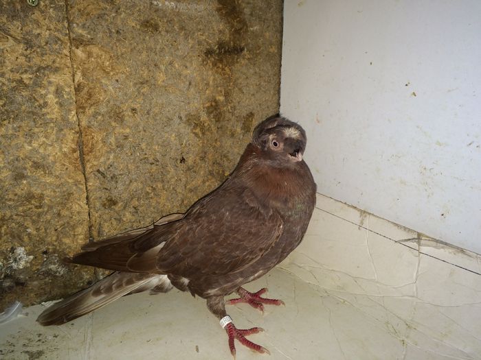 5720  femela  trăistia  2015