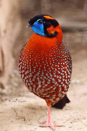 1236598_509928279185186_7384726856055253096_n