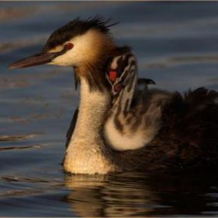 15975_2e5e5ee0e910319164e5894a08272065_mdsq