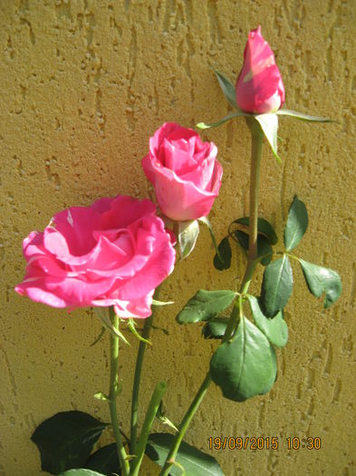 Picture 4521