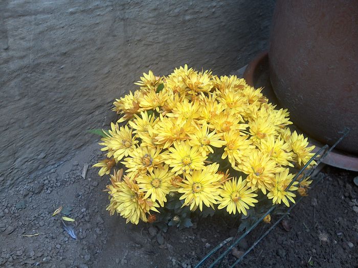 WIN_20151025_111850 - Flori din gradina si curtea noastra