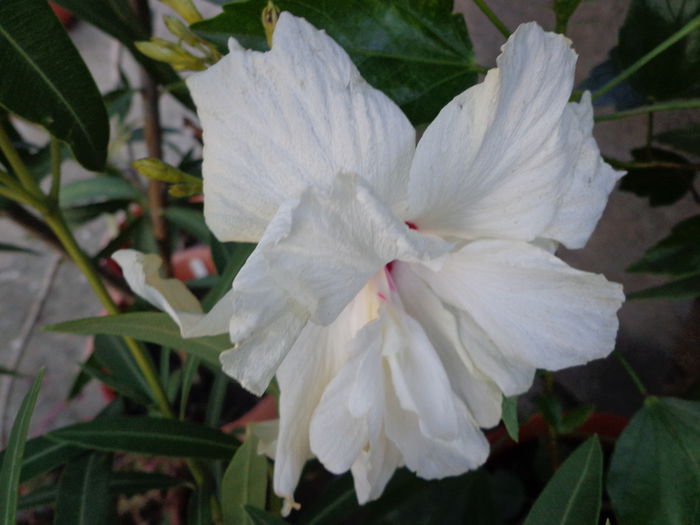 DSC01104