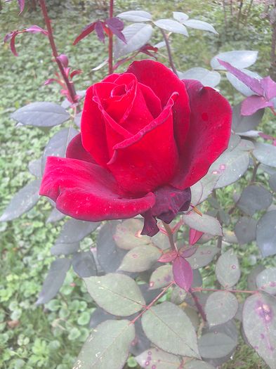WIN_20151025_112359
