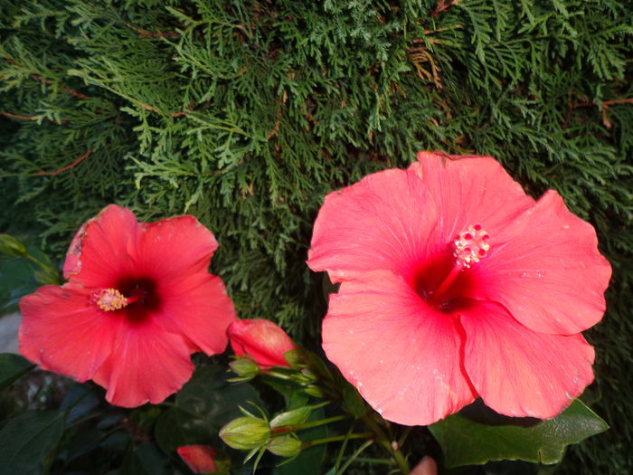 DSC01114 - HIBISCUS  2015