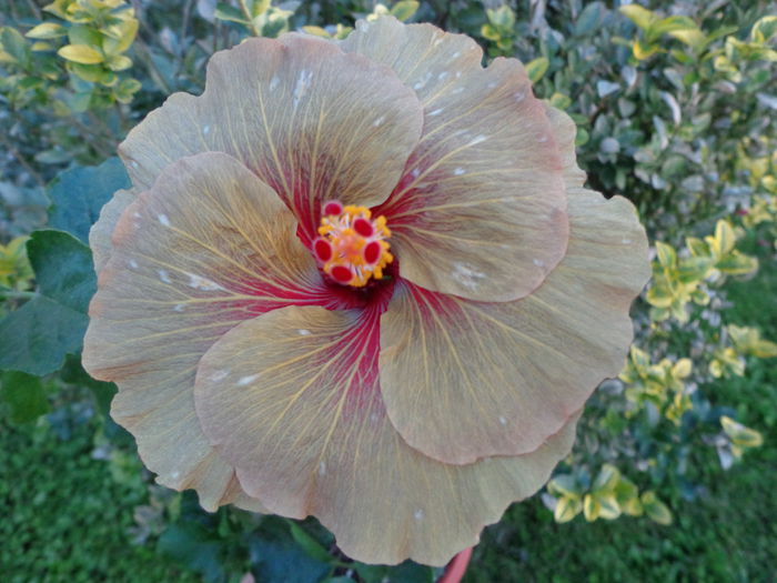 CHOCOLATE DELIGHT - A-HIBISCUS 2015-1