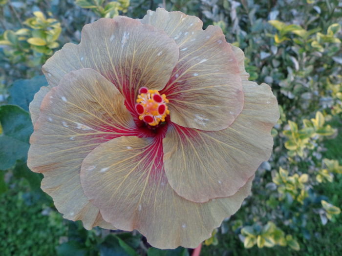 DSC01094 - A-HIBISCUS 2015-1