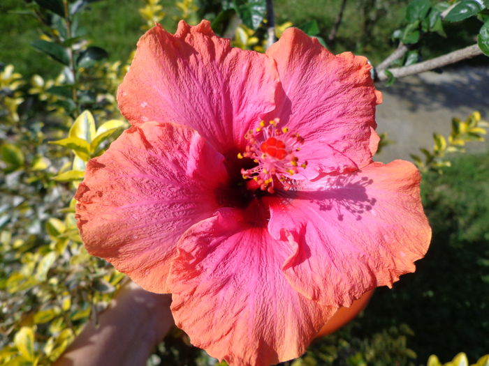 DSC01154 - A-HIBISCUS 2015-1