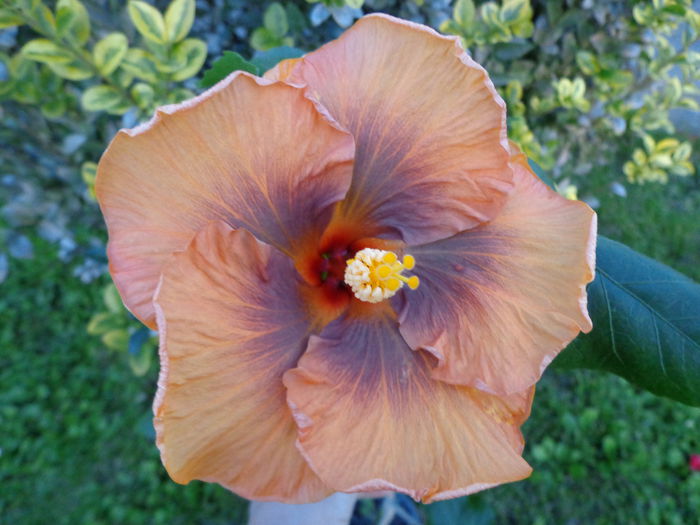 MASKED BANDIT - A-HIBISCUS 2015-1