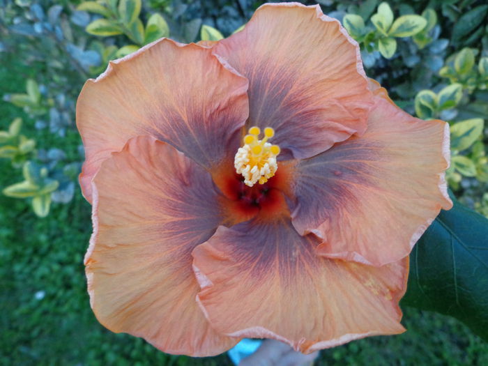 DSC01099 - A-HIBISCUS 2015-1