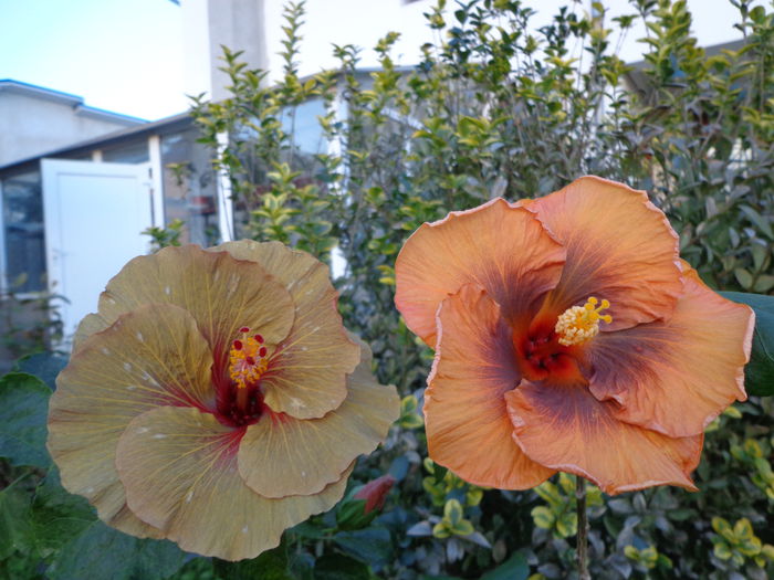 DSC01101 - A-HIBISCUS 2015-1