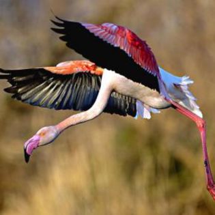 16127_bcde60f97cd15214352ce6fc59123680_mdsq - BIRDS