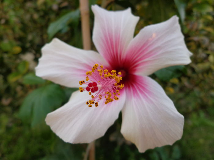 DSC01188 - A-HIBISCUS 2015-2