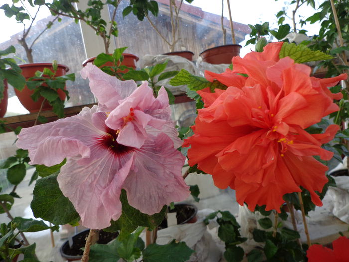 DSC01208 - A-HIBISCUS 2015-2