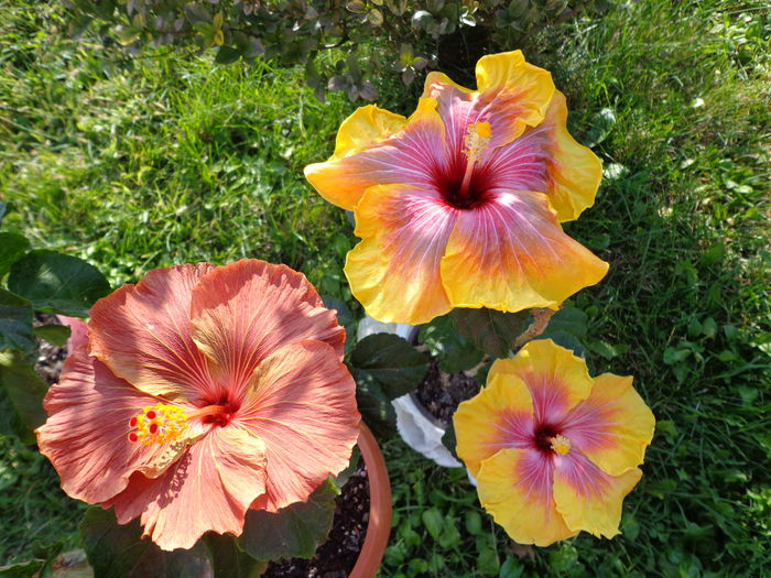 DSC01214 - A-HIBISCUS 2015-2