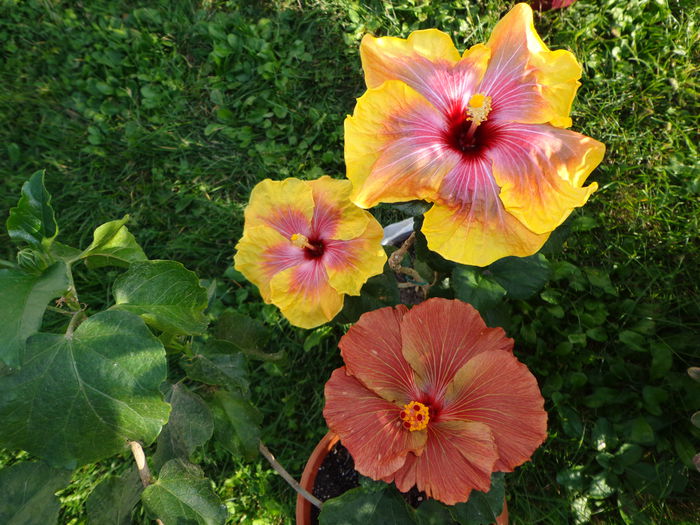 DSC01215 - A-HIBISCUS 2015-2