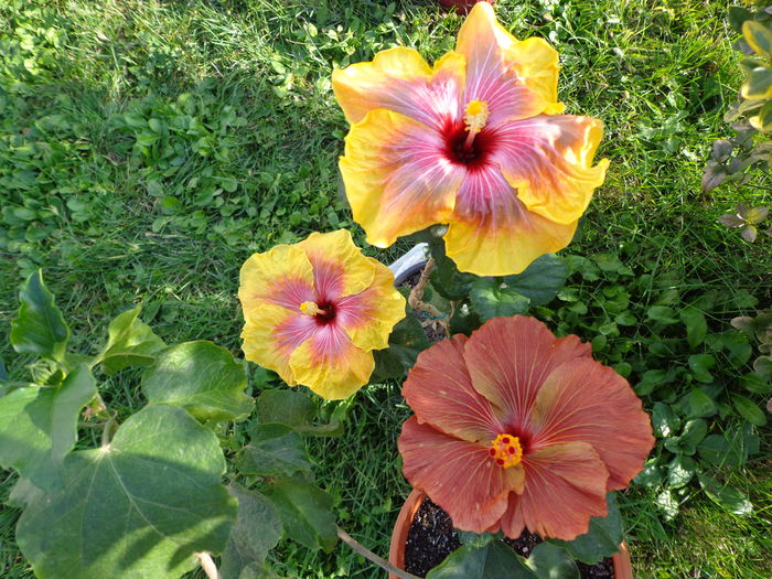 DSC01216 - A-HIBISCUS 2015-2