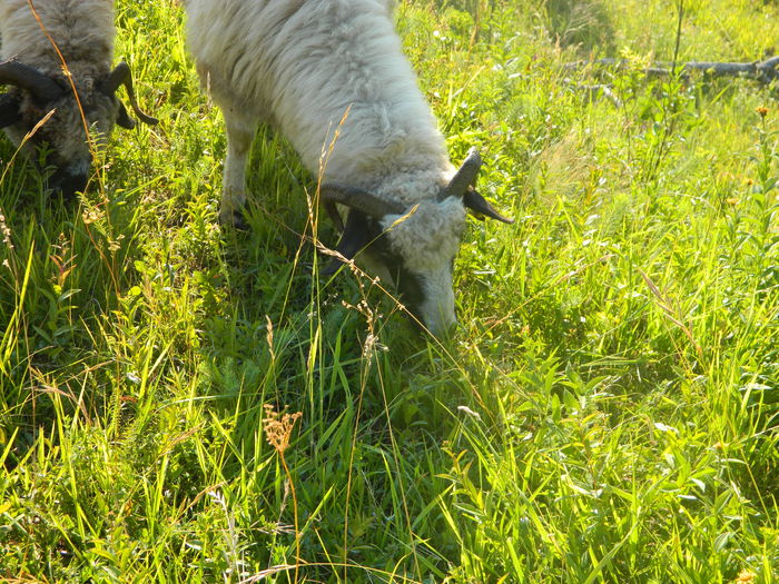 DSCN9389 - Oile de la Stoienasa Octombrie 2015