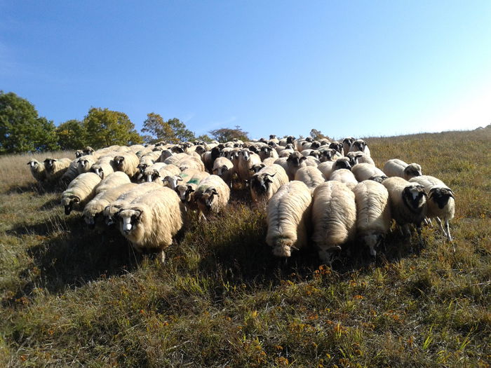 Fotografie-0045 - Oile de la Stoienasa Octombrie 2015