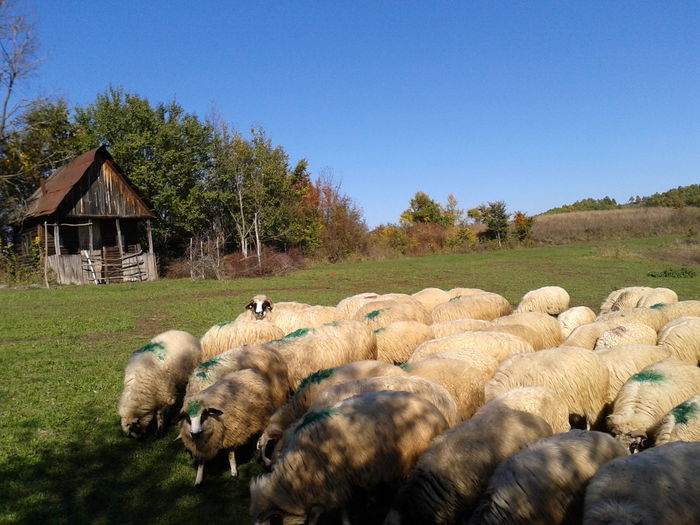 Fotografie-0057 - Oile de la Stoienasa Octombrie 2015