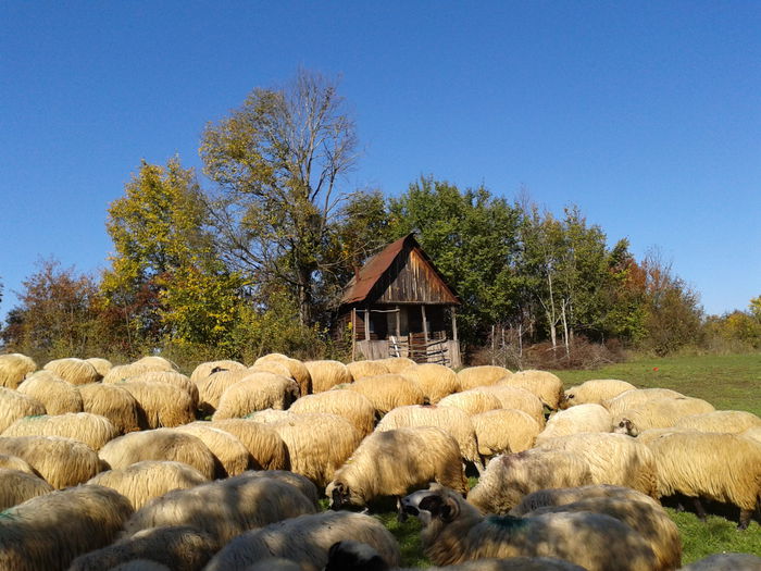 Fotografie-0058 - Oile de la Stoienasa Octombrie 2015