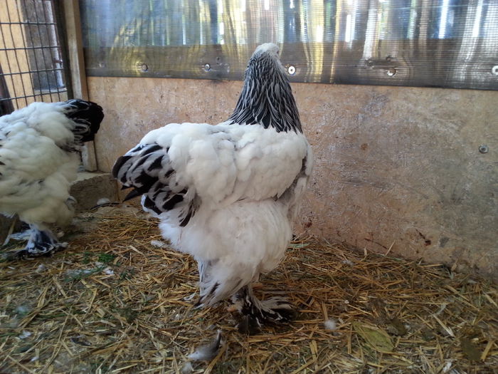 20151025_151714 - Tineret 2015