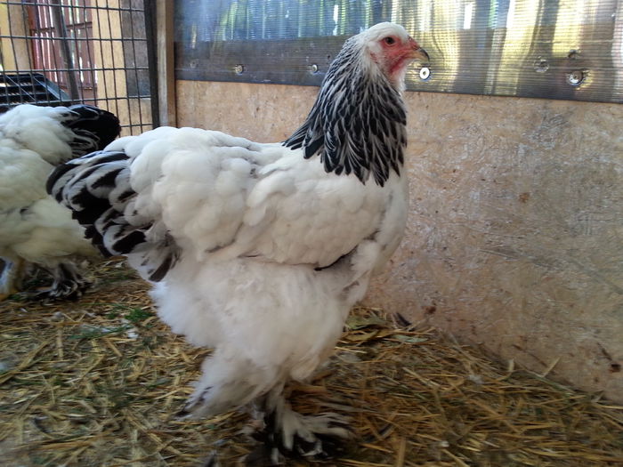 20151025_151724 - Tineret 2015
