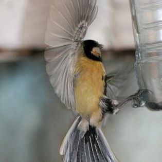 16228_773349dd3929e0cd826a99d1df441961_mdsq (1) - BIRDS