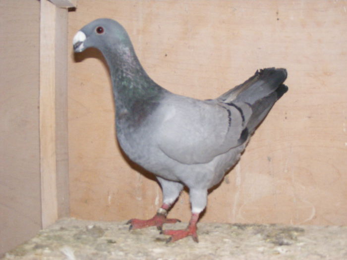 F 2015 vinduta noiembrie 2015