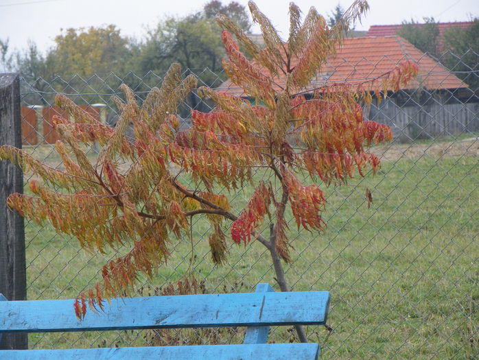 rhus typhina - z-Dobarland 2015