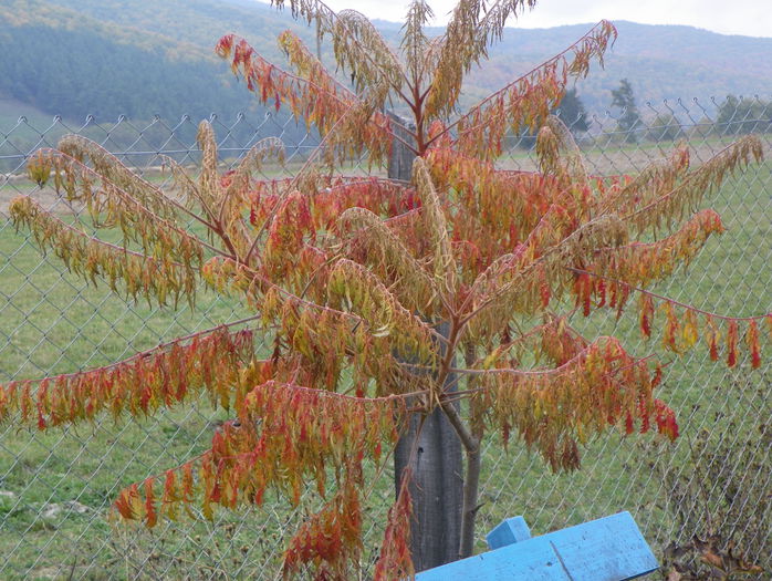 rhus typhina - z-Dobarland 2015