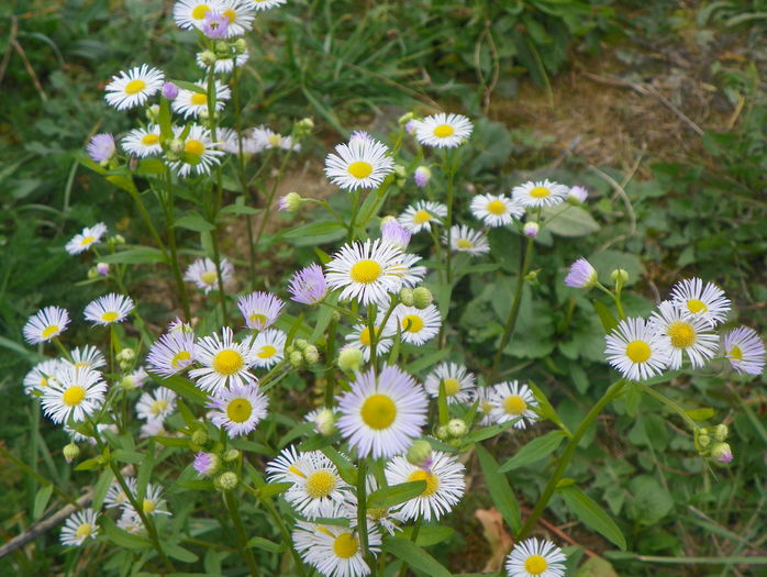 erigeron annuus - z-Dobarland 2015