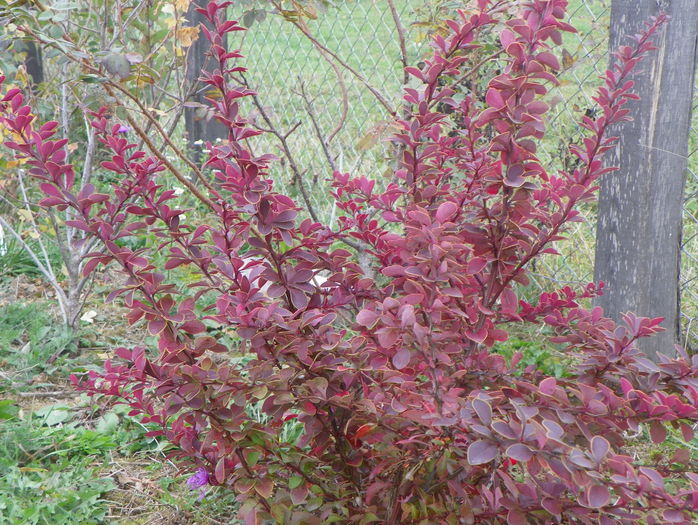 berberis Golden Ring