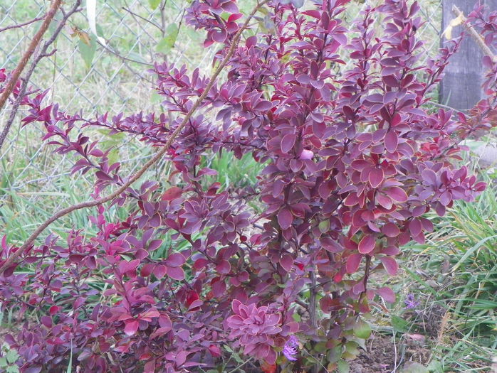 berberis Golden Ring - z-Dobarland 2015