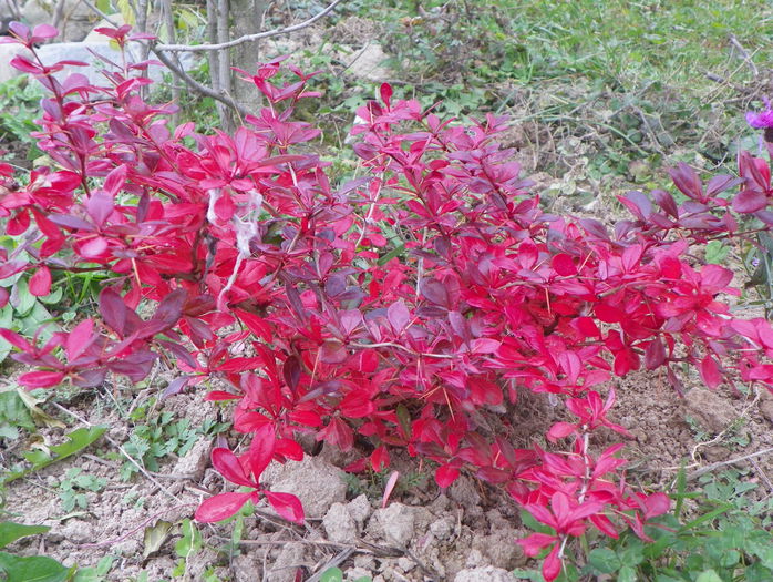 berberis Red Jewel - z-Dobarland 2015
