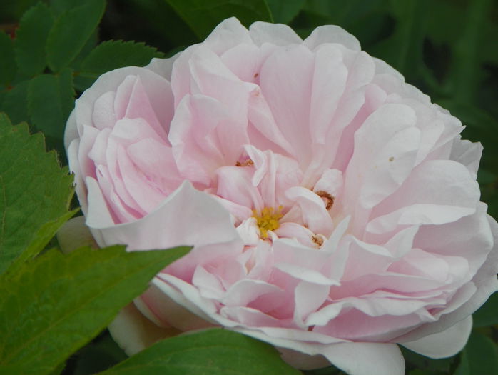 Stanwell Perpetual - Trandafiri 2015 2