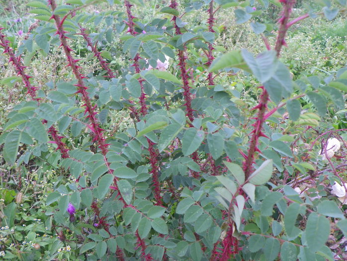 spinosissima Stanwell Perpetual