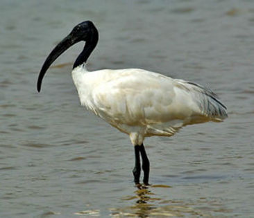 ibis-cap-negru