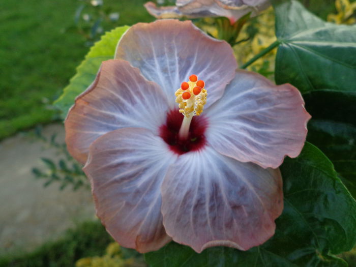 DSC01236 - HIBISCUS LAGUNA STARLIGHT